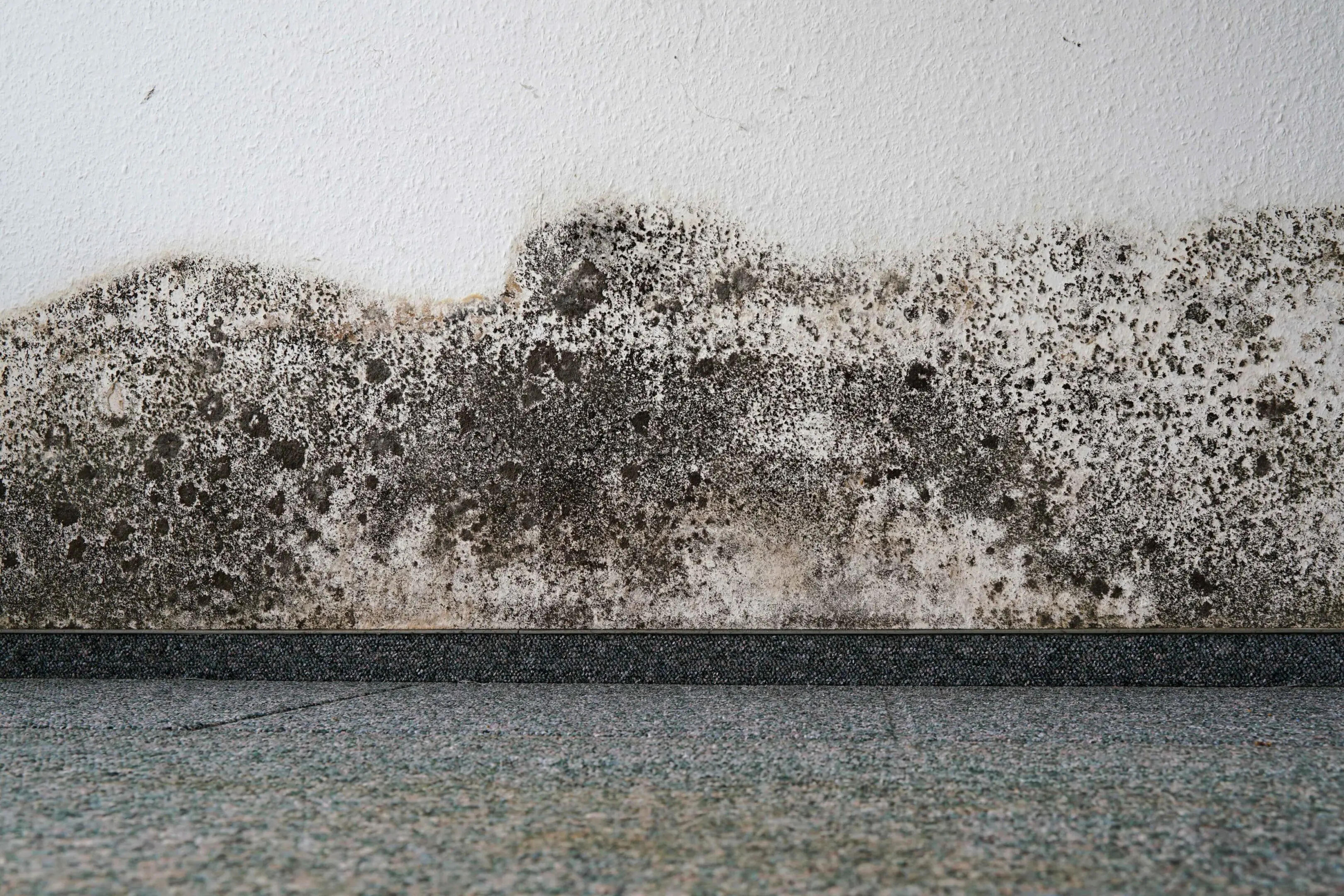 A wall with dark mold growth near the bottom, above a gray tiled floor.